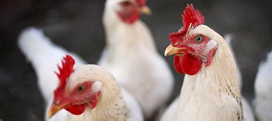 U.S. Soybean Meal’s Amino Acid Profile Best Promotes Digestibility for Poultry and Swine