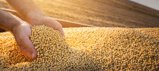 Non-GMO Food-grade Soybean Quantification Study