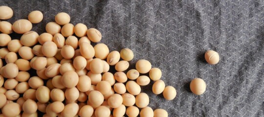 Soybeans: A Powerful Protein Source